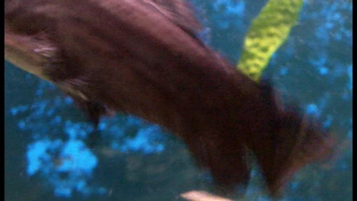 video_thumbnail