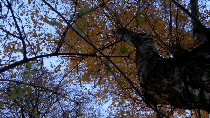 video_thumbnail