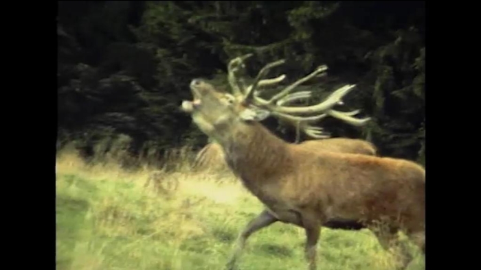 video_thumbnail