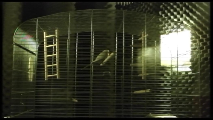 video_thumbnail