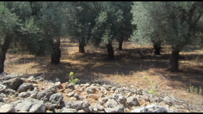 video_thumbnail
