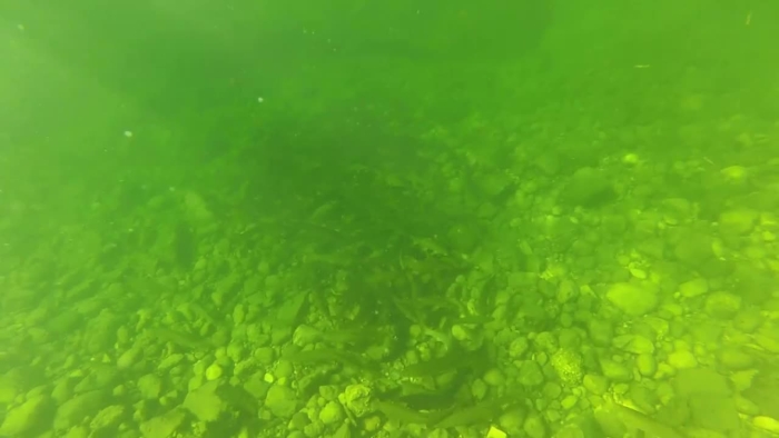 video_thumbnail
