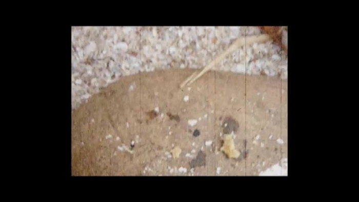 video_thumbnail