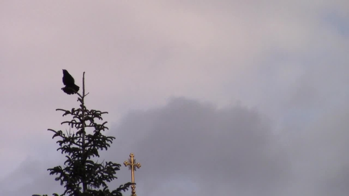 video_thumbnail
