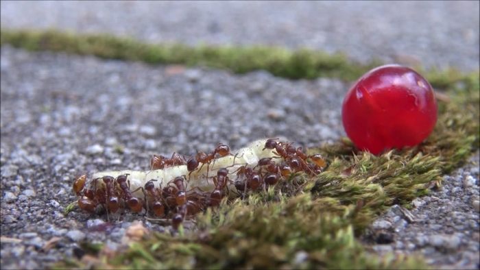 video_thumbnail