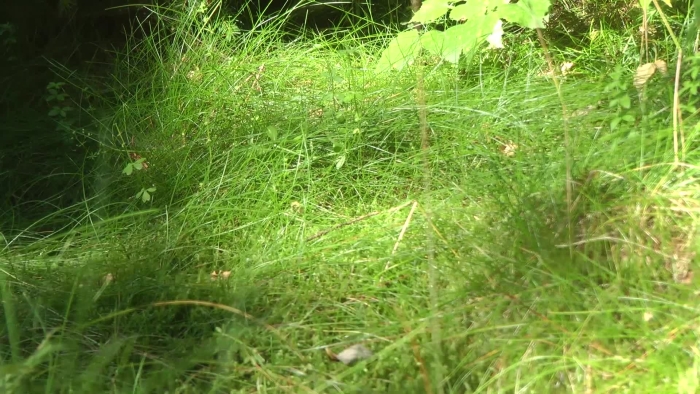video_thumbnail