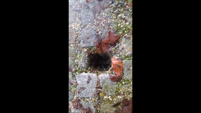 video_thumbnail