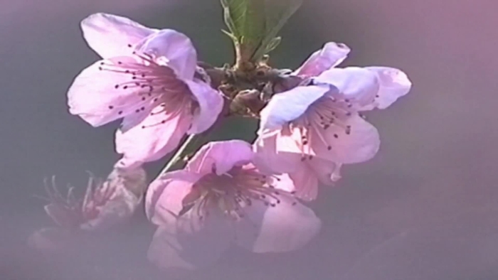 video_thumbnail