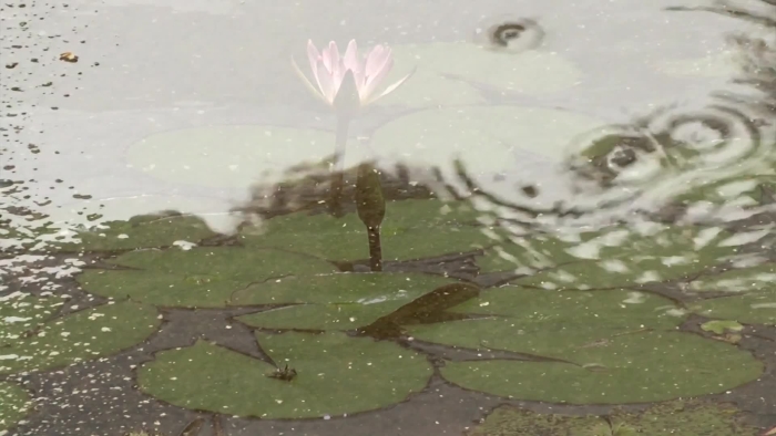 video_thumbnail