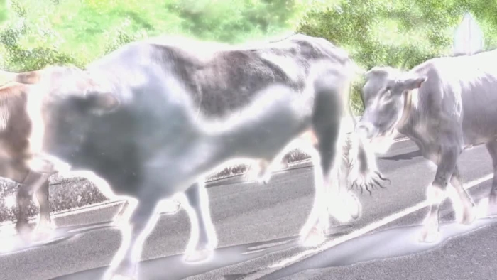 video_thumbnail